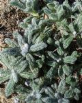 Achillea tomentosa